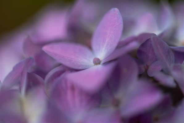 TAMRON SP AF60mm F/2 Di II LD [IF] MACRO 1:1 (Model G005NII