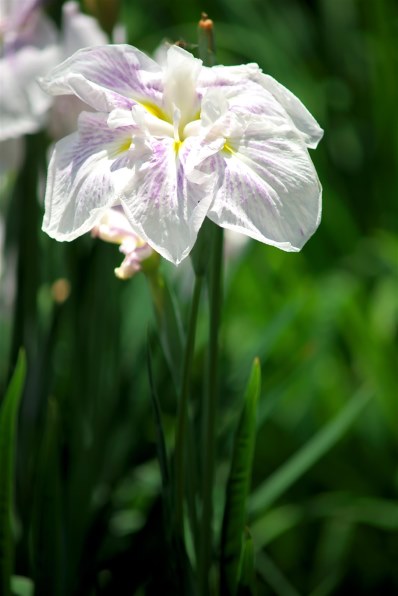 美品 MINOLTA ミノルタ AF ZOOM 70-210mm f4 hqdefault.jpg