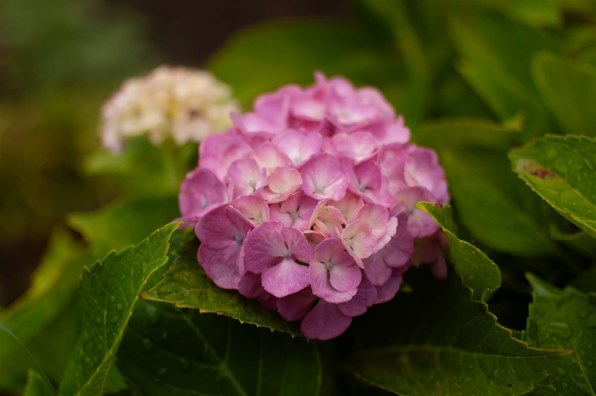 美品)Nikon AF-S NIKKOR 35mm f/1.8G(作例添付) Nikon AF-S NIKKOR (