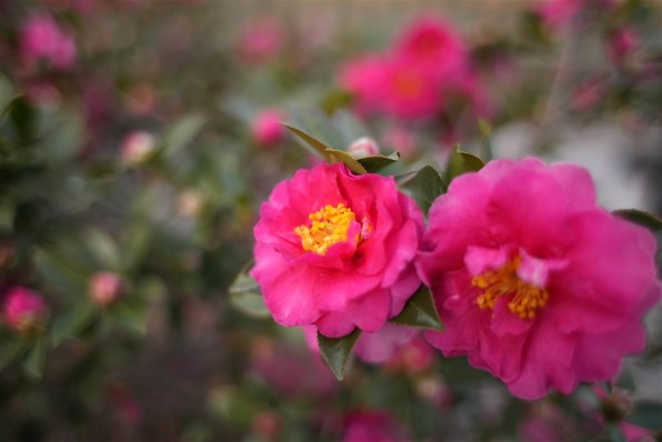 CANON EF28mm F1.8 USM投稿画像・動画 - 価格.com CANON EF28mm F1.8 USM投稿画像・動画 - 価格.com