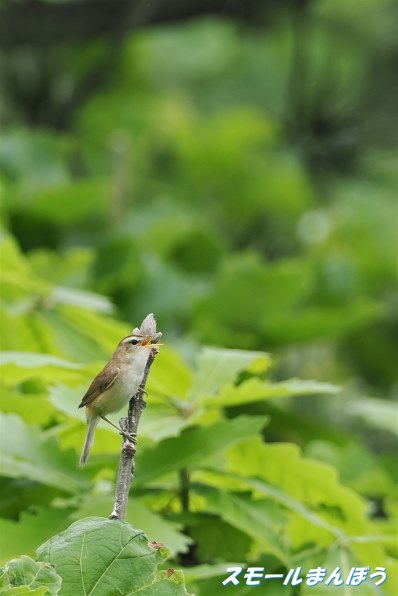 写真作例 色いろいろPart288 ジャンル問わず何でも貼ろう大会8  