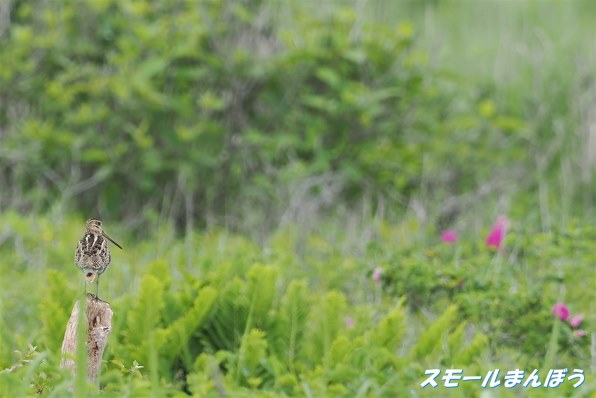 写真作例 色いろいろPart288 ジャンル問わず何でも貼ろう大会8 