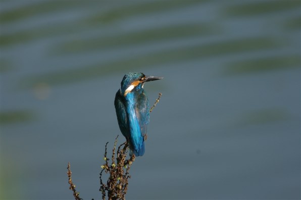 ペンタックス PENTAX K20D ボディで撮影された写真 - 価格.com