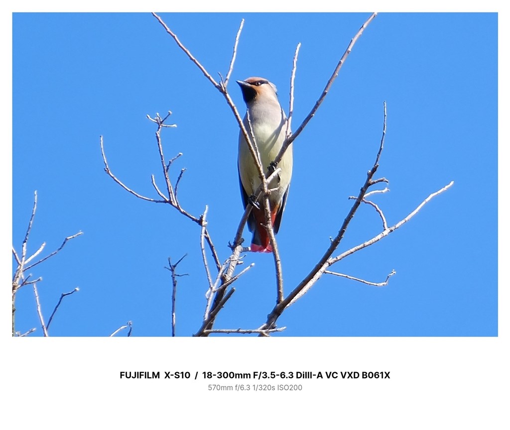 富士フイルムで野鳥撮影するための組み合わせ』 富士フイルム フジノンレンズ XF150-600mmF5.6-8 R LM OIS WR  のクチコミ掲示板 - 価格.com