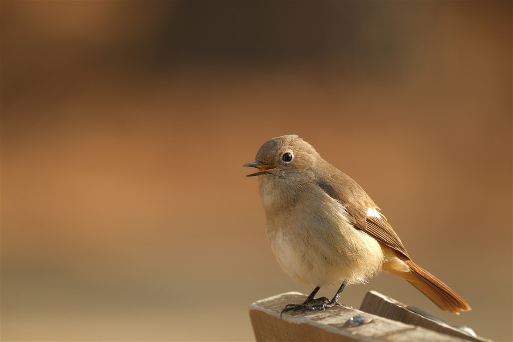 富士フイルムで野鳥撮影するための組み合わせ』 富士フイルム フジノンレンズ XF150-600mmF5.6-8 R LM OIS WR  のクチコミ掲示板 - 価格.com