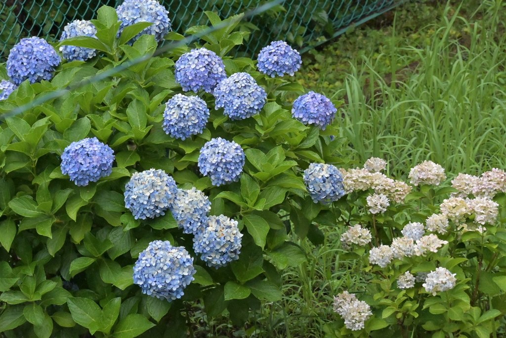 D7500を売却してZ50に買い換えようかと！？』 ニコン D7500 ボディ の