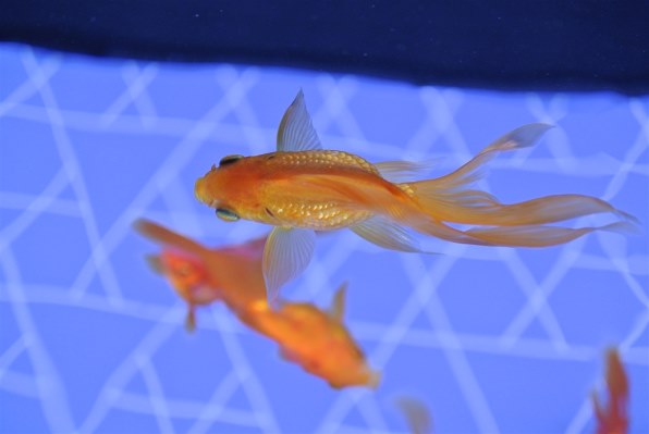 ニコン Nikon 1 J2 ダブルズームキット [オレンジ]で撮影された