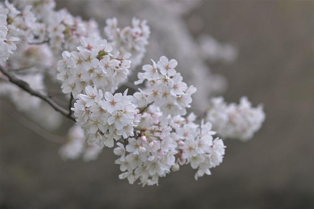 α7IV + ヤシコンSonnar T* 100mmF3.5 MMJ』 クチコミ掲示板 α7IV + ヤシコンSonnar T* 100mmF3.5 MMJ』 クチコミ掲示板