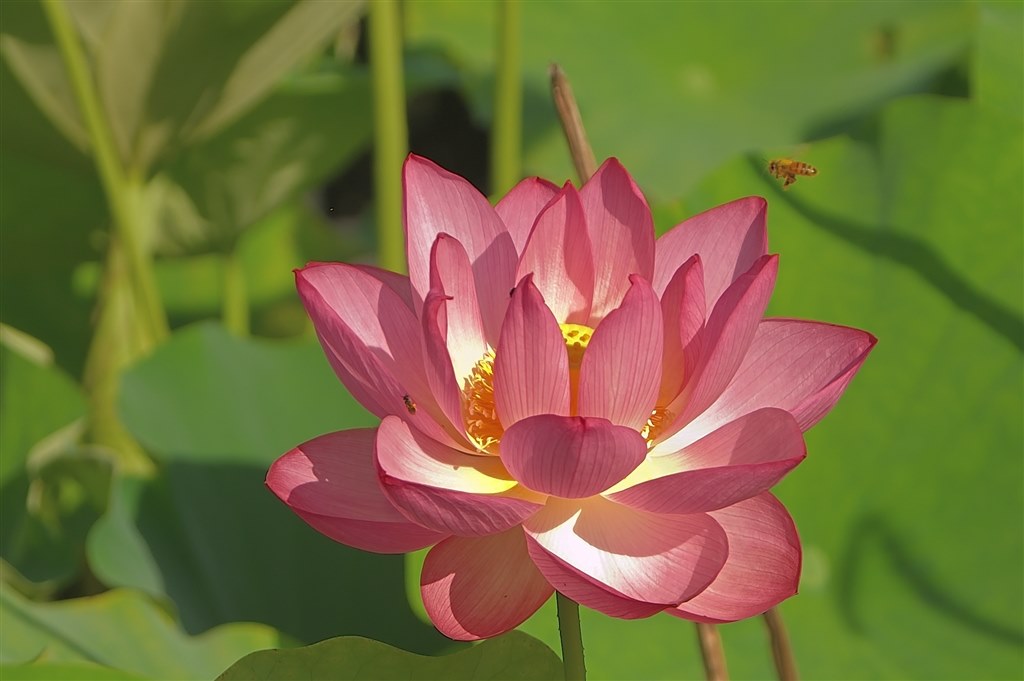 D200で撮りました』 ニコン AF-S DX Zoom-Nikkor 17-55mm f/2.8G IF-ED