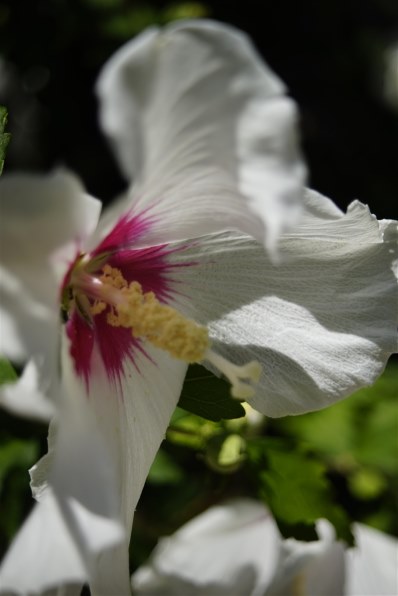 コニカ ミノルタ AF Xi ZOOM 28-80mm F4-5.6で撮影された写真 - 価格.com