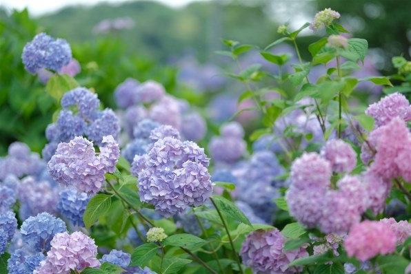 シグマ 56mm F1.4 DC DN [フジフイルム用]で撮影された写真 - 価格.com
