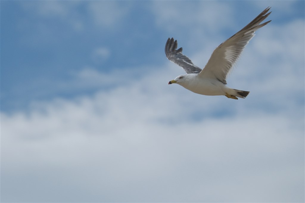 野鳥飛翔写真の解像感』 富士フイルム FUJIFILM X-H2S ボディ の