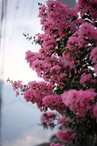 コシナ フォクトレンダー APO-LANTHAR 50mm F2 Asphericalで撮影された