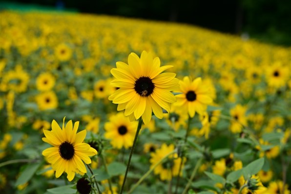 普段使いとして手に入れました』 ニコン NIKKOR Z 24-120mm f/4 S の