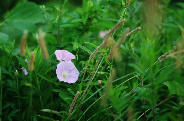 ペンタックス PENTAX K-50 レンズキット [ピンク]投稿画像・動画 - 価格.com