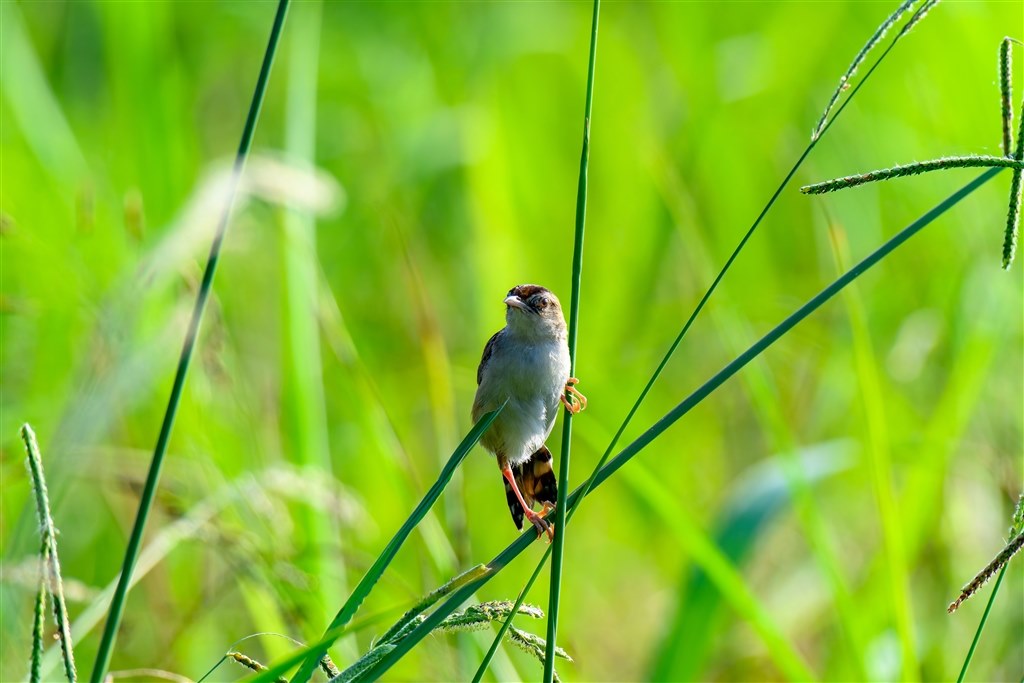 とりあえず撮ってみました』 ニコン NIKKOR Z 28-400mm f/4-8 VR の