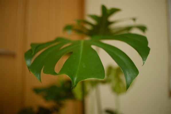 3958944_l.jpg