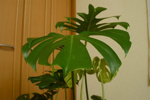 七工匠 7artisans 25mm F1.8 25FXB ブラック [フジフイルム用]投稿画像