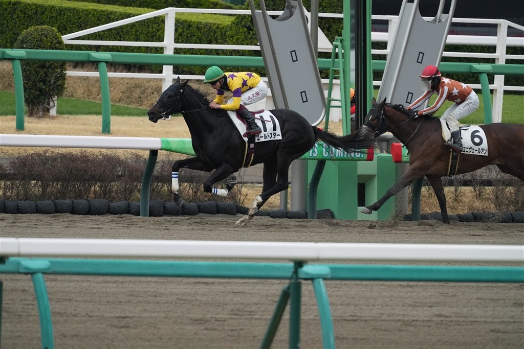 sagit a*　FE 200-600mm 及びテレコン2倍 SONY FE 200-600mm＋1.4倍テレコン × α9】 #鳥さんだけを撮ってみた