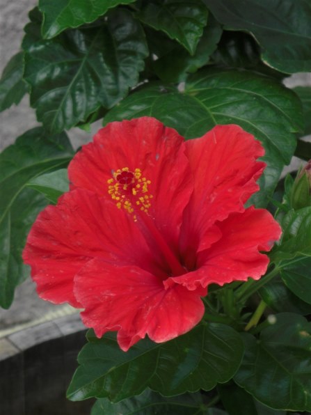 カシオデジタルカメラ　EXILIM Hi-ZOOM EX-V7 Amazon | CASIO デジタルカメラ EXILIM (エクシリム) Hi-ZOOM EX