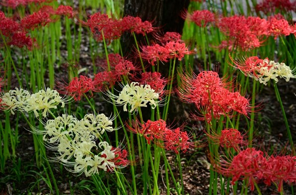 四季の風景』 ニコン Z 8 ボディ のクチコミ掲示板 - 価格.com