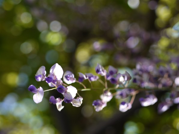 パナソニック LUMIX DMC-GF3 ボディで撮影された写真 - 価格.com