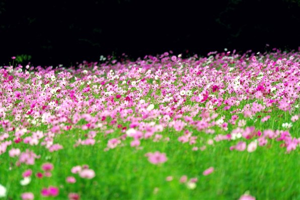 SONY FE 70-200mm F4 Macro G OSS II SEL70200G2投稿画像・動画