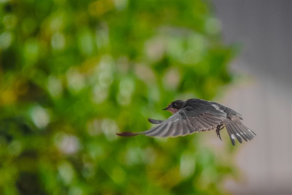 CANON EOS 7D Mark II EF-S18-135 IS USM レンズキット W-E1 CANON EOS 7D Mark II EF-S18-135 IS USM レンズキット W-E1