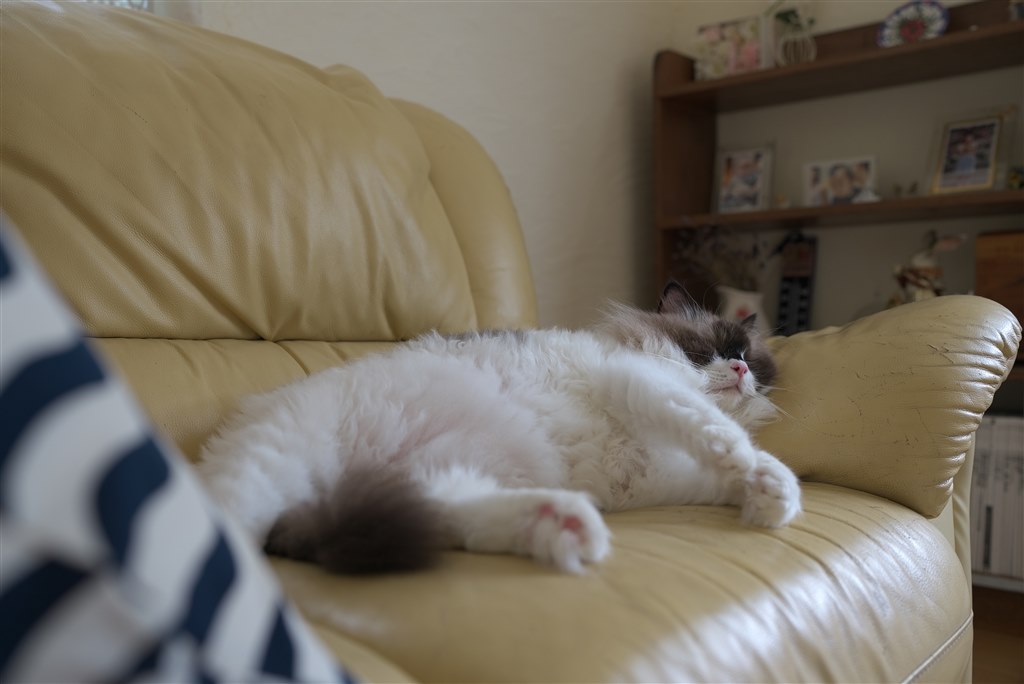 SIGMA 24-70mm F2.8 DG DN II Art等との比較について』 SONY FE 24