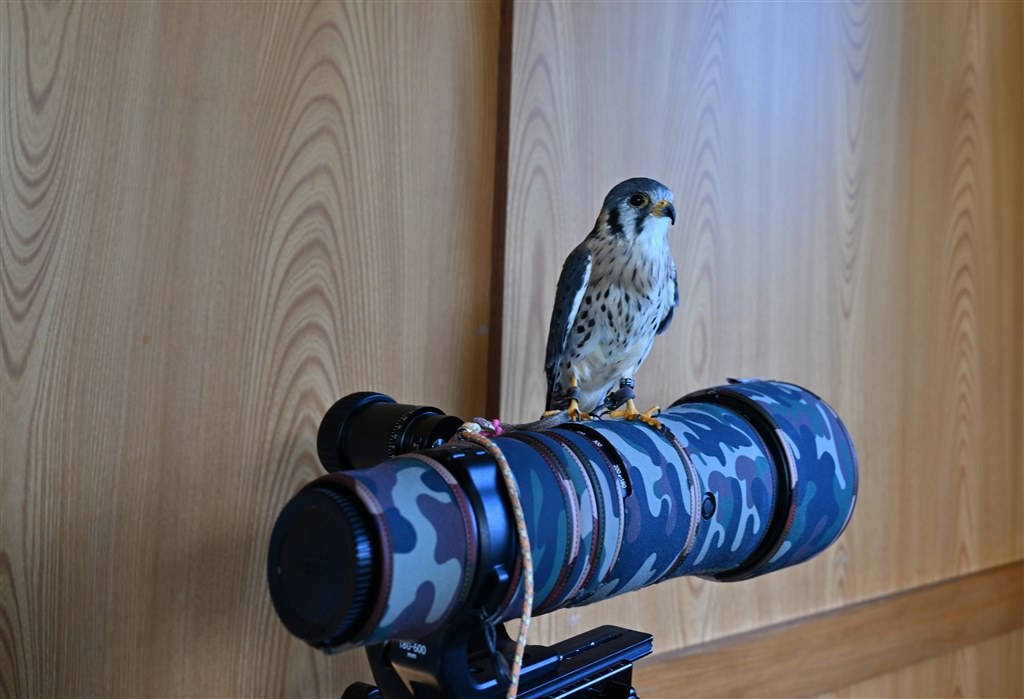 Canon RF 100-400mm F5.6-8 IS USM 本体 結局、出るようです^_^; Part17』 クチコミ掲示板 - 価格.com