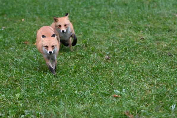 ニコン NIKKOR Z 180-600mm f/5.6-6.3 VRのクチコミ - 価格.com