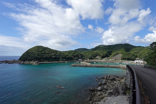 希少 美品 沖縄県産 ヤナギシボリキジビキガイ 青白