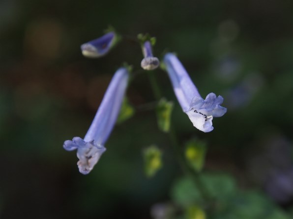 オリンパス OLYMPUS PEN mini E-PM1 ボディで撮影された写真
