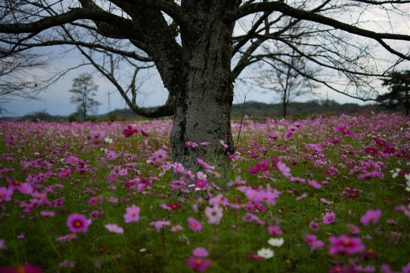 SONY DT35mm F1.8 SAM SAL35F18で撮影された写真 - 価格.com SONY DT35mm F1.8 SAM SAL35F18で撮影された写真 - 価格.com