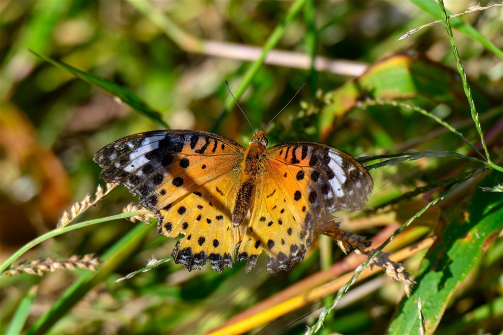 最軽量野鳥撮影システム？』 ニコン NIKKOR Z 28-400mm f/4-8 VR の