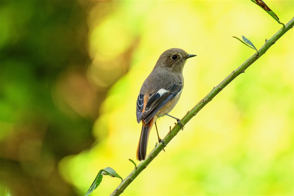 最軽量野鳥撮影システム？』 ニコン NIKKOR Z 28-400mm f/4-8 VR の