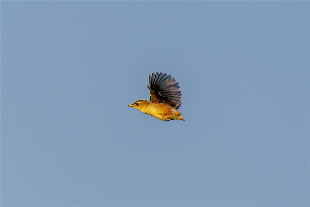 最軽量野鳥撮影システム？』 ニコン NIKKOR Z 28-400mm f/4-8 VR の