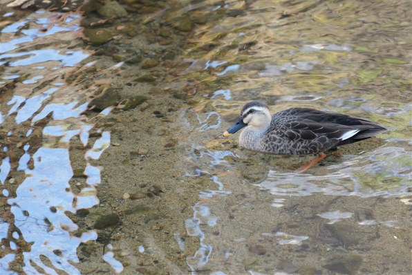 パナソニック LUMIX S PRO 70-200mm F4 O.I.S. S-R70200 価格 パナソニック LUMIX S PRO 70-200mm F4 O.I.S. S-R70200 価格