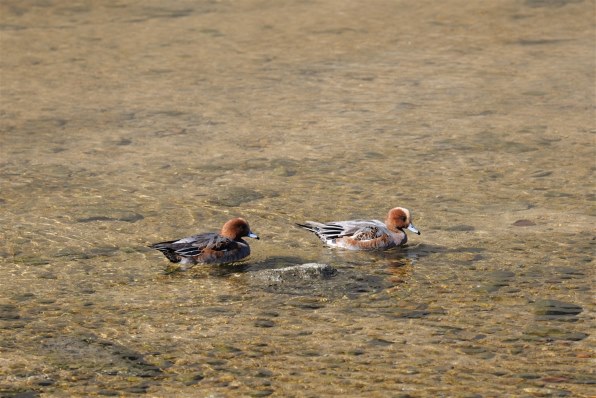 パナソニック LUMIX S PRO 70-200mm F4 O.I.S. S-R70200 価格