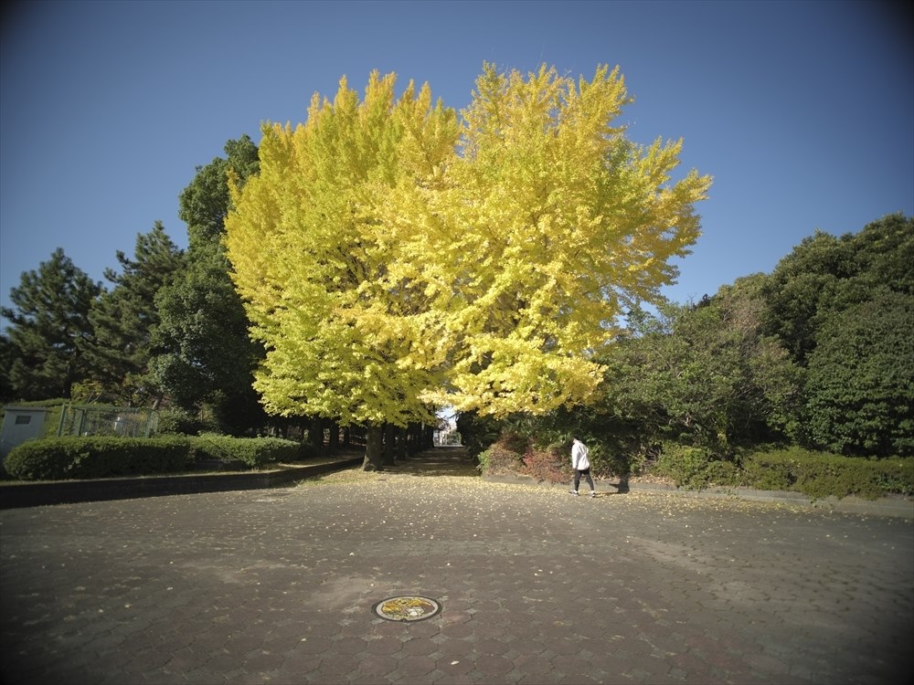GFXで使えました。*制限あり』 SAMYANG 20mm F1.8 ED AS UMC GFXで使えました。*制限あり』 SAMYANG 20mm F1.8 ED AS UMC