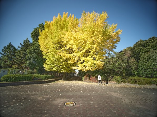 SAMYANG 20mm F1.8 ED AS UMC [キヤノン用] 価格比較 - 価格.com