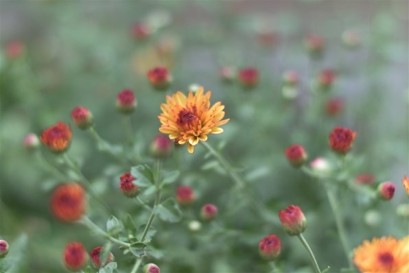 ニコン D3300 ダブルズームキット 価格比較 - 価格.com