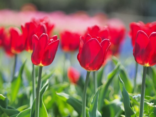 オリンパス M.ZUIKO DIGITAL ED 75mm F1.8 [シルバー]で撮影された写真