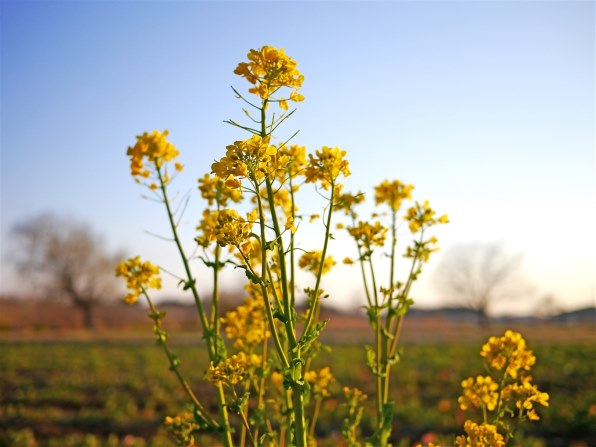 パナソニック LUMIX G X VARIO PZ 14-42mm/F3.5-5.6 ASPH./ POWER