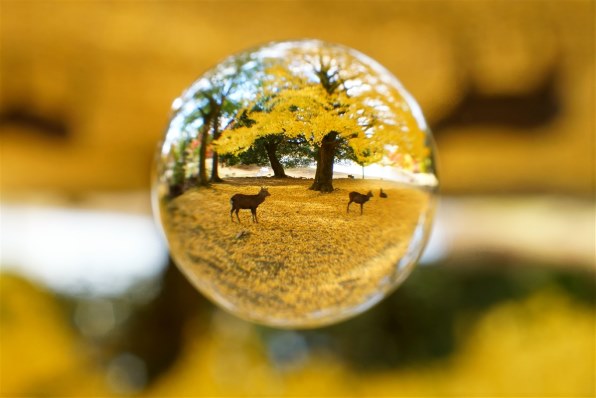 SONY DT 30mm F2.8 Macro SAM SAL30M28で撮影された写真 - 価格.com SONY DT 30mm F2.8 Macro SAM SAL30M28で撮影された写真 - 価格.com
