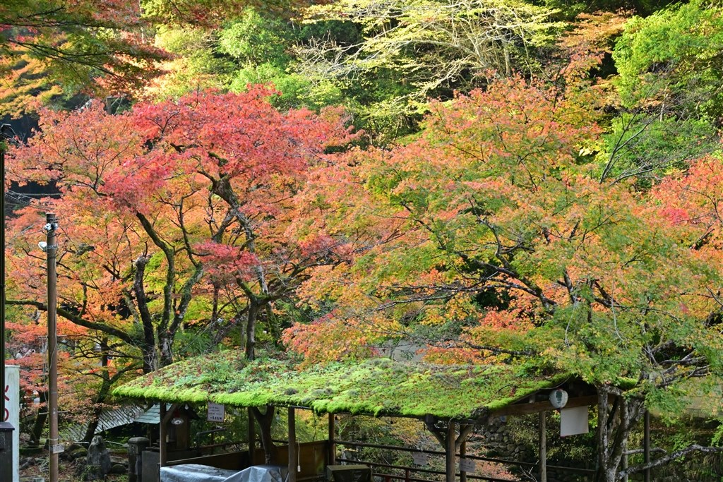 Z30で使ってみました』 ニコン AF-S DX NIKKOR 16-85mm f/3.5-5.6G ED