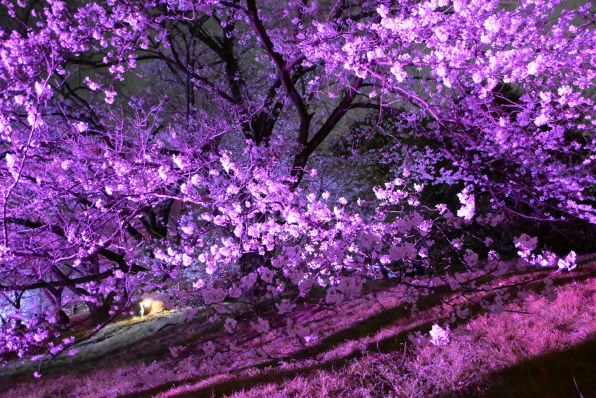 ニコン AF-S DX NIKKOR 16-85mm f/3.5-5.6G ED VR投稿画像・動画