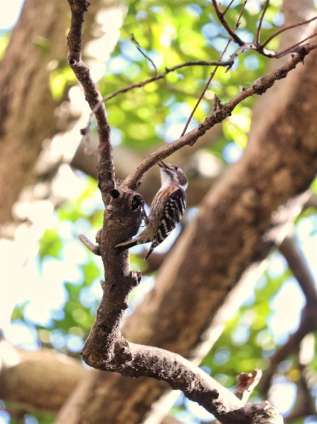 CANON EOS 9000D ダブルズームキットで撮影された写真 (掲示板 CANON EOS 9000D ダブルズームキットで撮影された写真 (掲示板