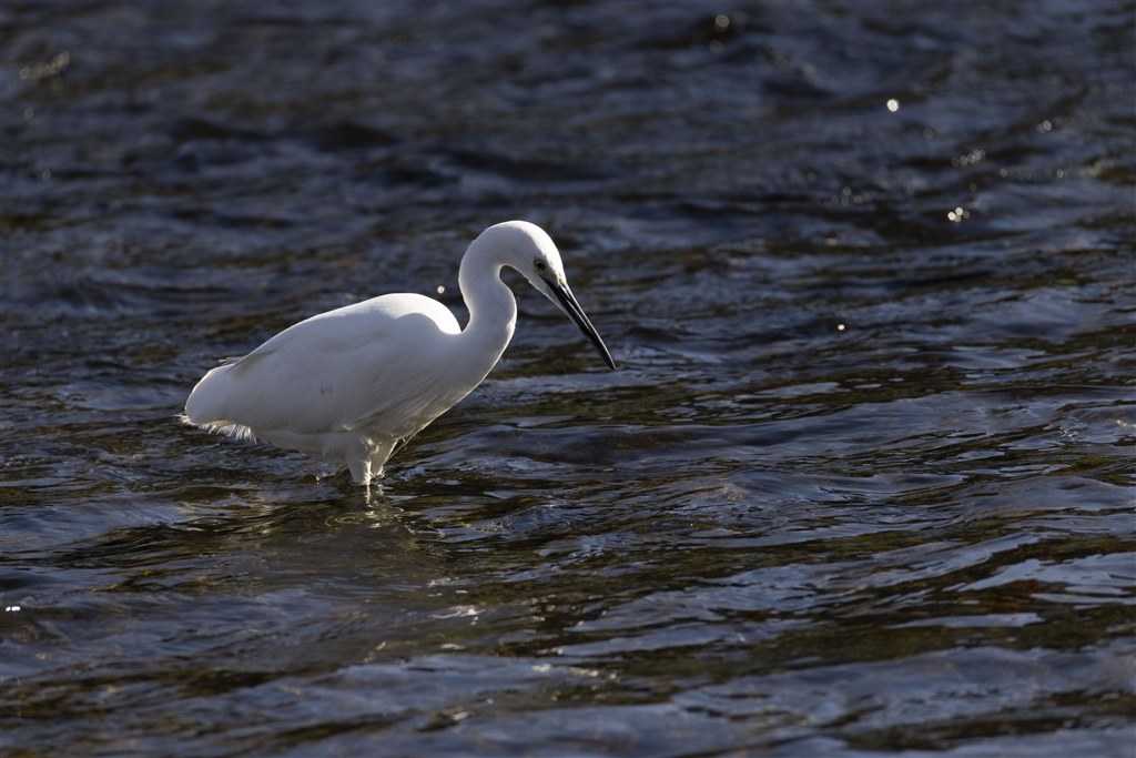 レンズ(ズーム) EF100-300mm F4.5-5.6 USM テレ側の解像度』 CANON RF200-800mm F6.3-9 IS USM のクチコミ