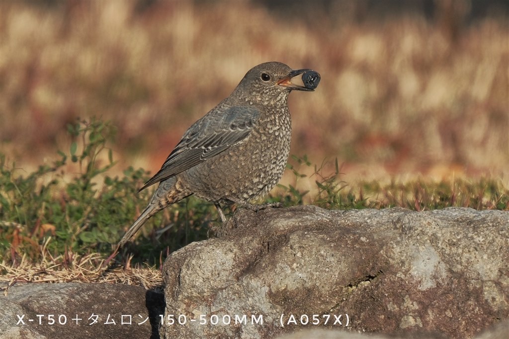 オート撮影での野鳥撮影』 CANON EOS R7 ボディ のクチコミ